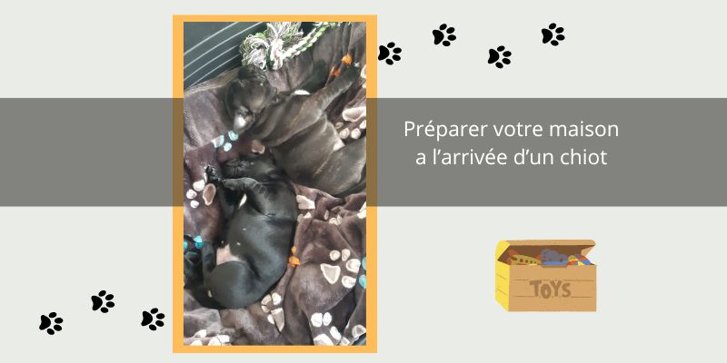 Préparer Votre Maison pour l'Arrivée d'un Chiot Staffie