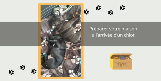 Préparer Votre Maison pour l'Arrivée d'un Chiot Staffie
