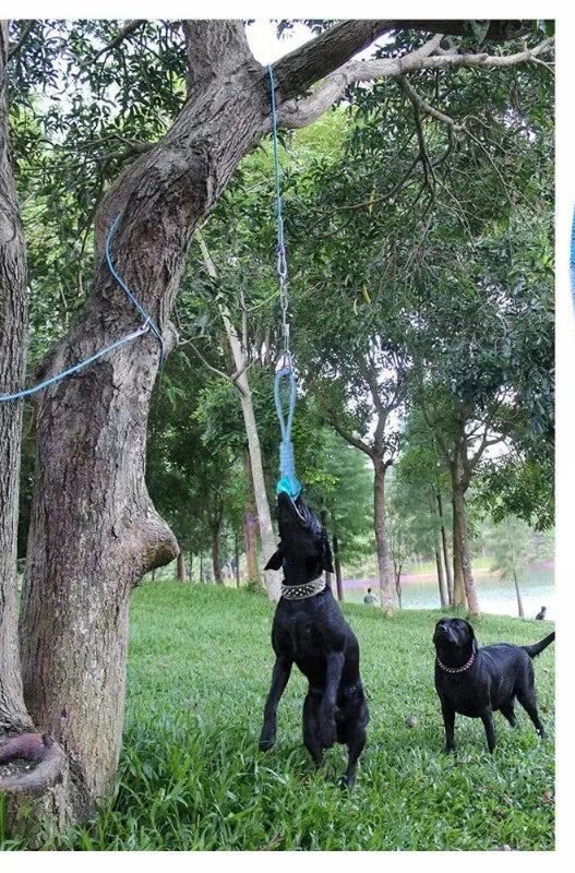 Spring Pole pour staffie