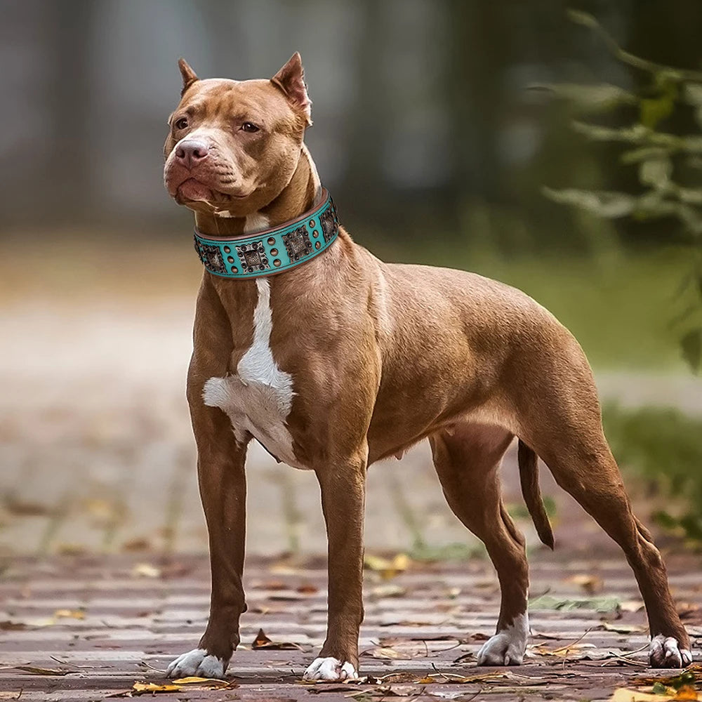 Collier en cuir & rivets métal pour Staffie
