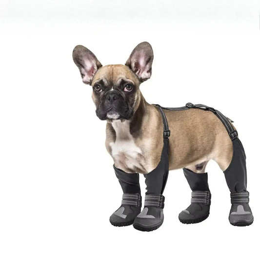 Chaussure avec bretelle pour Staffie