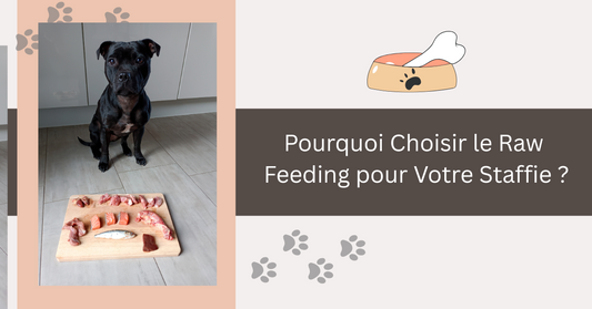 Pourquoi Choisir le Raw Feeding pour Votre Staffie
