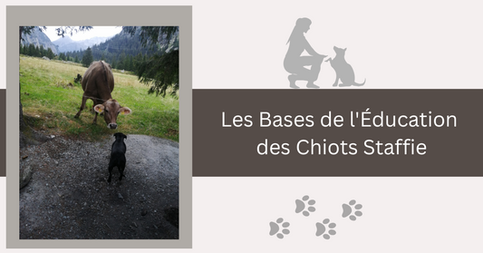Les Bases de l'Éducation des Chiots Staffie