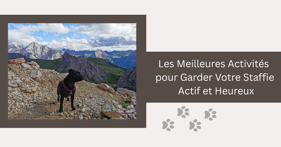 Les Meilleures Activités pour Garder Votre Staffie Actif et Heureux