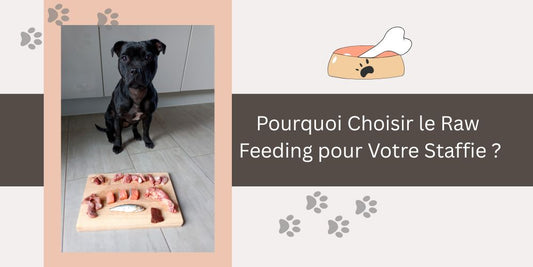 Pourquoi Choisir le Raw Feeding pour Votre Staffie