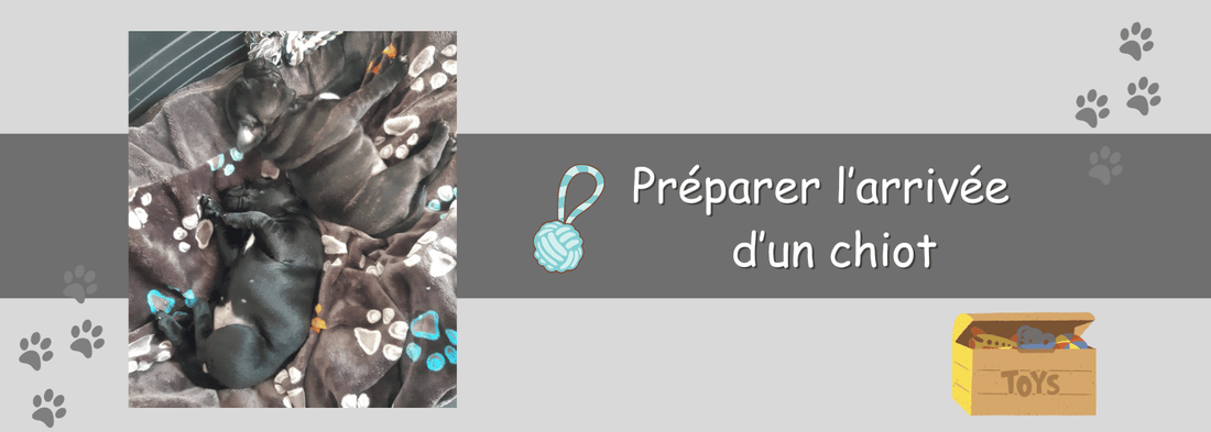 Préparer Votre Maison pour l'Arrivée d'un Chiot Staffie