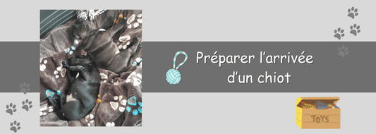 Préparer Votre Maison pour l'Arrivée d'un Chiot Staffie