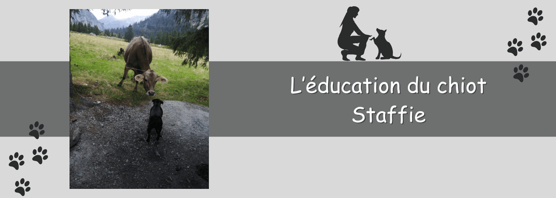 Les Bases de l'Éducation du Chiot Staffie