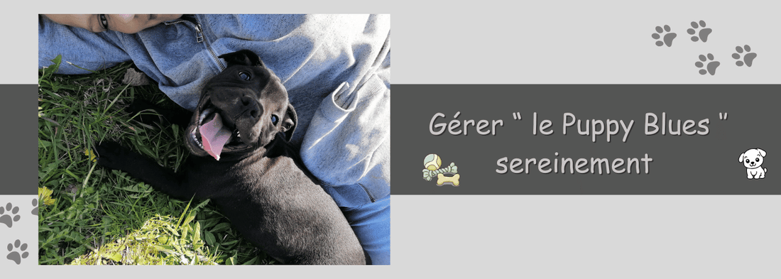 Puppy Blues : quand l'arrivée d'un chiot Staffie est plus difficile que prévu