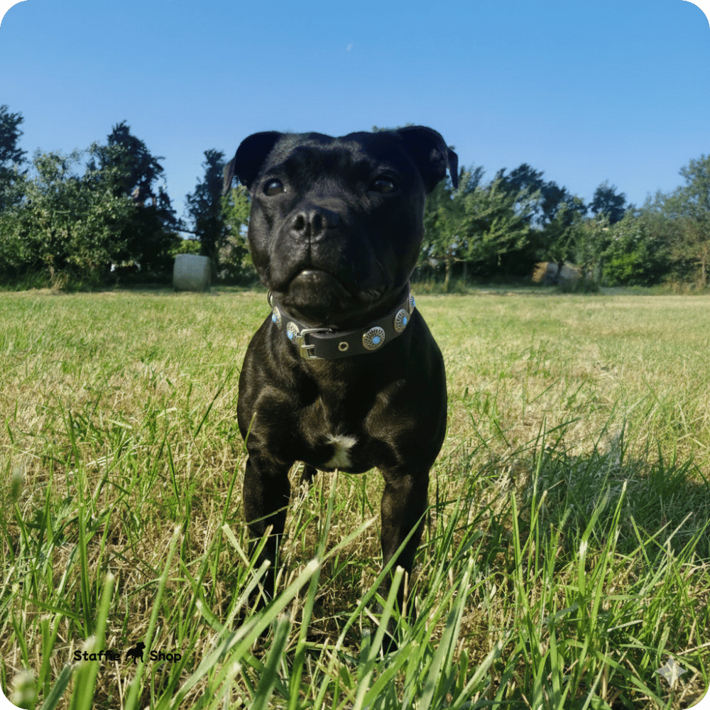 Collier pour Staffie