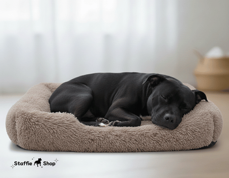 💤 Couchage pour Staffie 💤