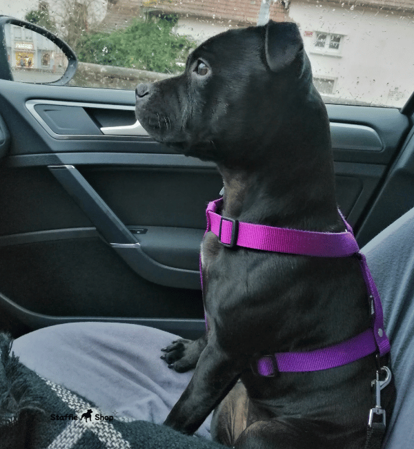 Harnais fun et stylé pour molosse 🐶