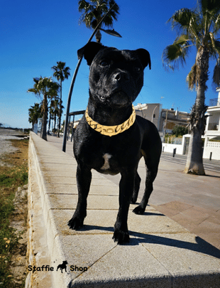 Gamme Prestige pour Staffie