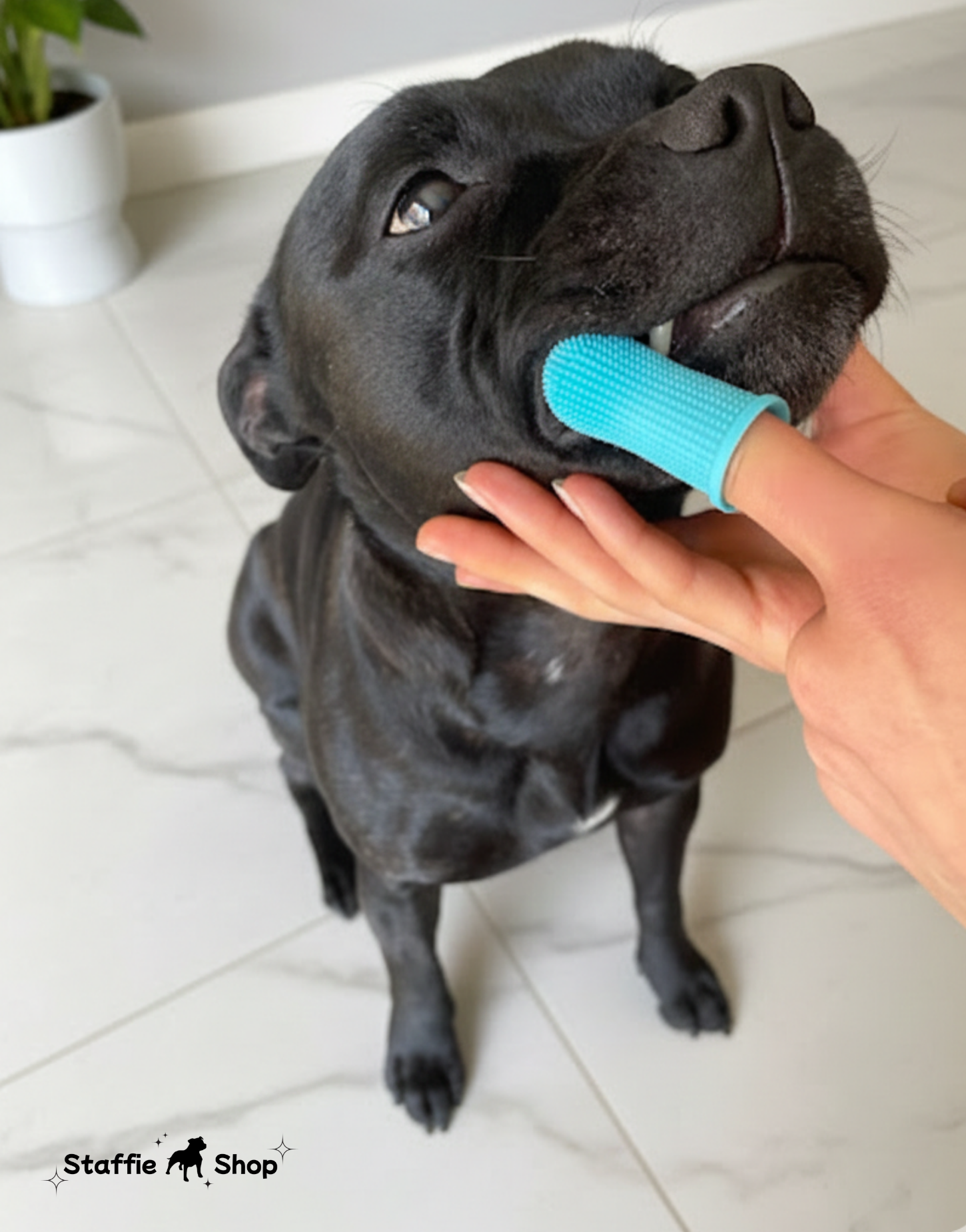 Beauté, Soin & hygiène du Staffie