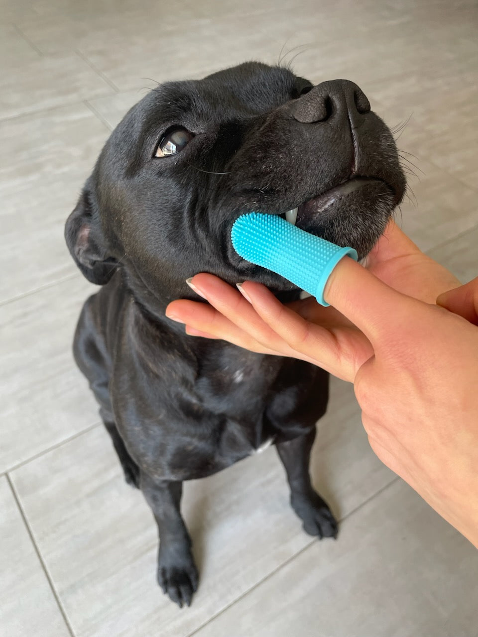 Beauté, Soin & hygiène du Staffie