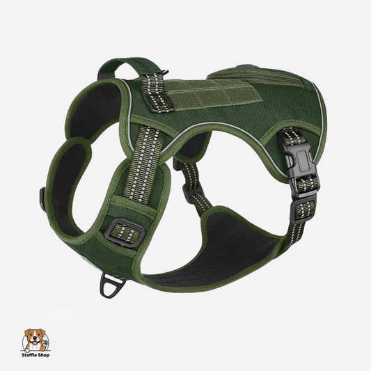 Harnais pour Staffie pochette intégrée pour sachets à déjections