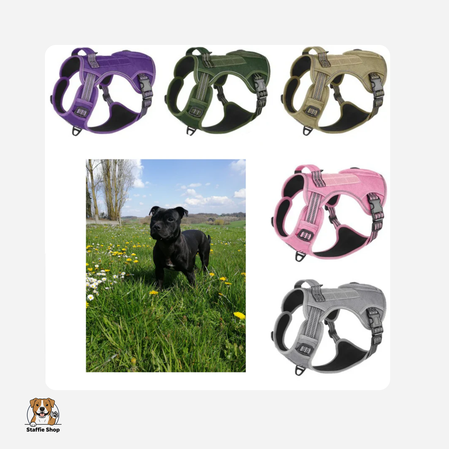 Harnais pour Staffie pochette intégrée pour sachets à déjections