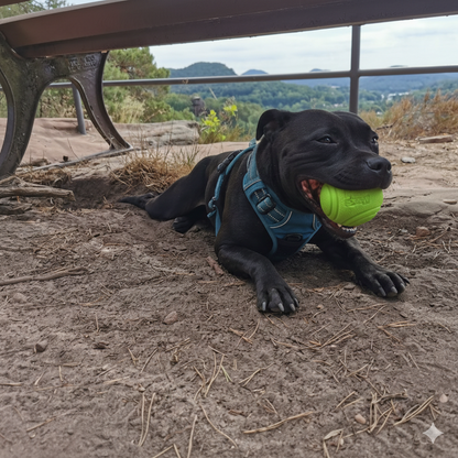 Balle pour Staffie