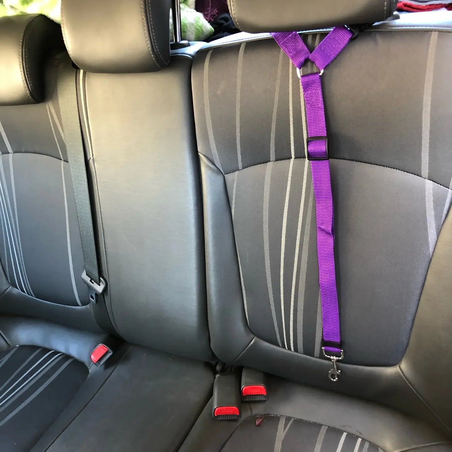 Ceinture de sécurité pour Staffie fixation appui tête
